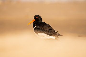 Scholekster op het strand