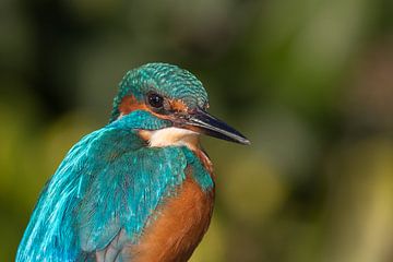 Kingfisher von Han Peper