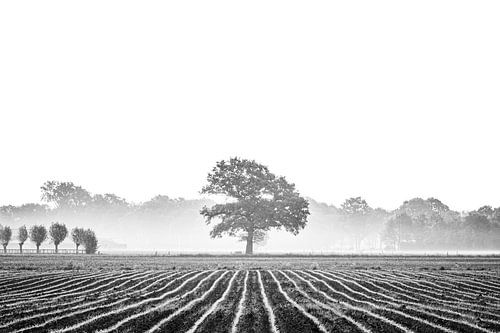 Lonely tree by Niels Barto