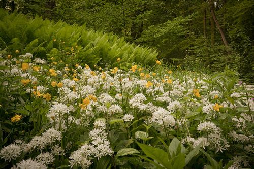 Bloeiende daslook (Allium ursinum)
