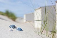 Behind the beach house
