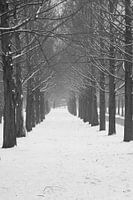 Bomen onder sneeuw