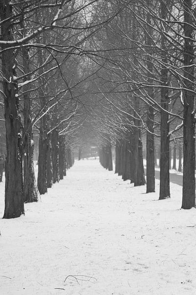 Bomen onder sneeuw by Veli Aydin