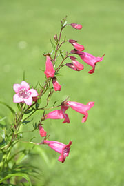 Élégant penstémon en pleine floraison estivale