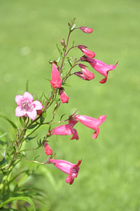 Eleganter Penstemon in sommerlicher Blüte