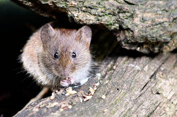 Mouse