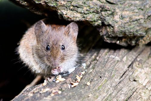 Muis