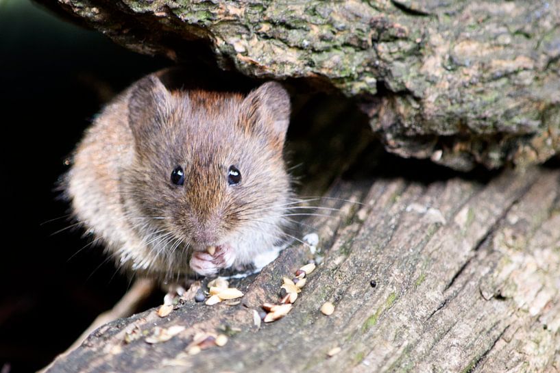 Muis par Elly Besselink
