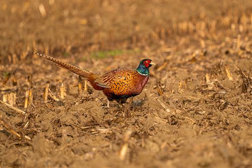 Pheasant on the meadow in the morning