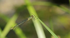 Houtpantserjuffer sur Hannie van der Vliet