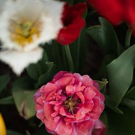 Tulpen van Lauw Design & Photography
