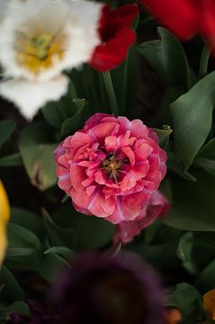 Tulips by Lauw Design & Photography