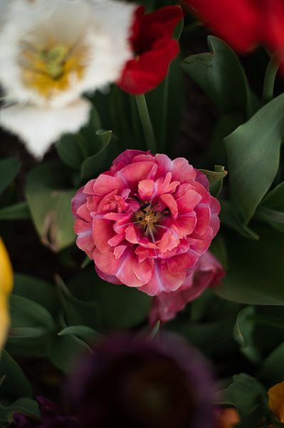 Tulips by Lauw Design & Photography