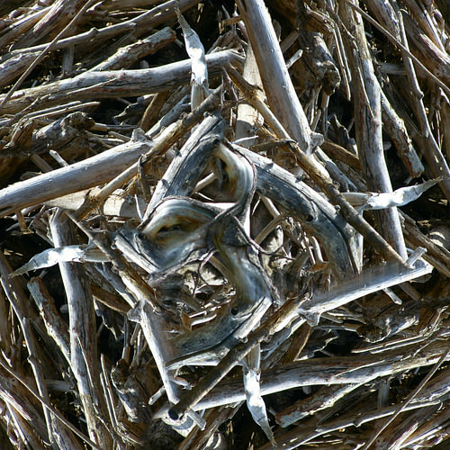 structure in driftwood  (001w)