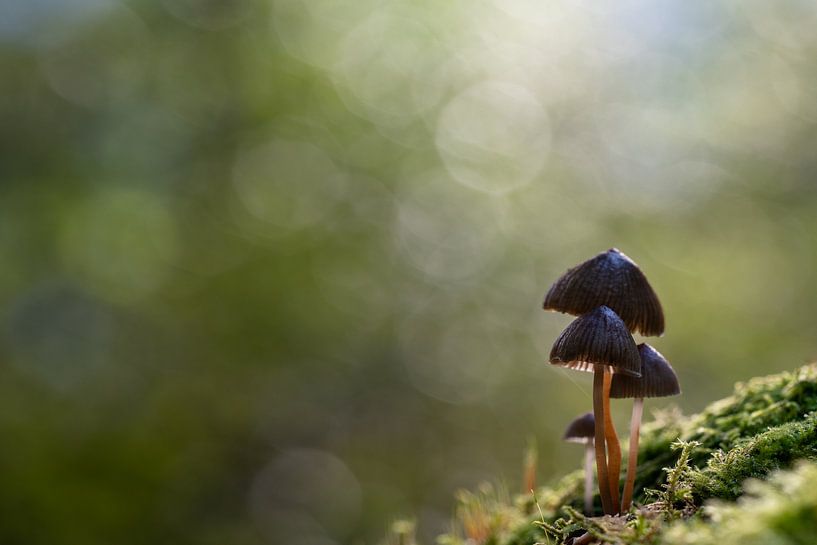 Ensemble par Erwin Dijkshoorn