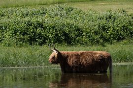 Scottish Highlanders by Maaike Krimpenfort
