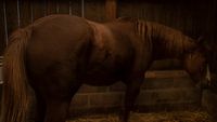 Horse Delight
