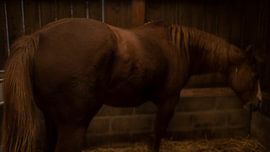 Horse Delight by Alex de Bolivar