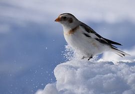 Een sneeuwgors in de winter van Claude Laprise
