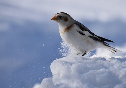 Een sneeuwgors in de winter