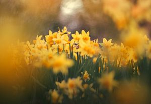 Jonquilles
