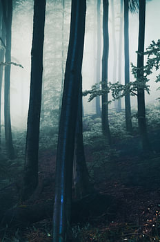 Buchenwald in the mist – a dark woodland landscape