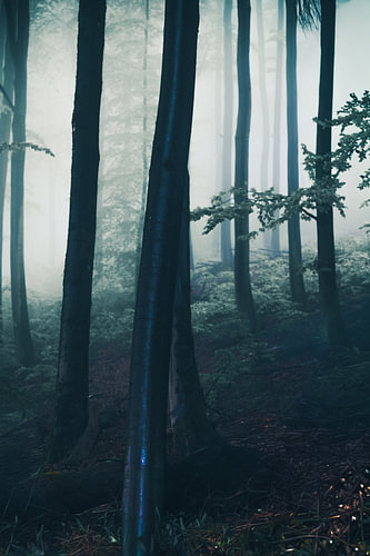 Buchenwald im Nebel – Dunkle Waldlandschaft