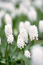 Muscari, raisin bleu avec bokeh