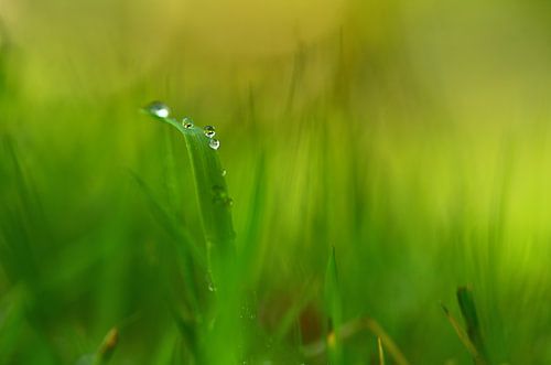 Dewdrops on fresh grass
