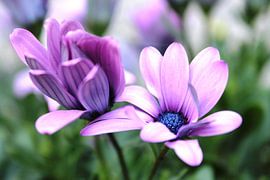 Pansies by Yria Meijer