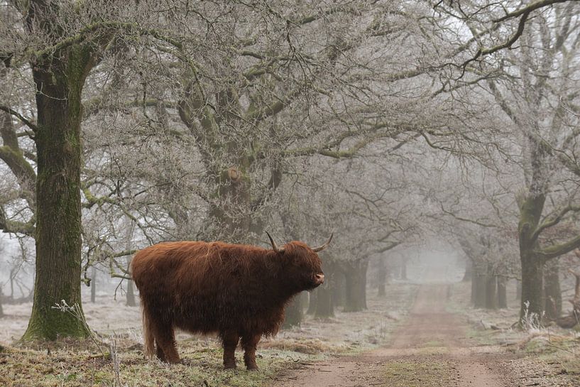 Scottish highlander by René Jonkhout