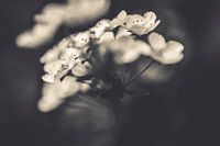 Flowers in black and white art photography