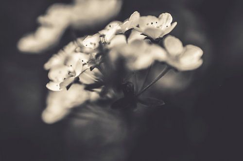 Bloemen in zwart-wit kunstfotografie