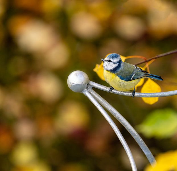 Close-up of a blue tit by ManfredFotos
