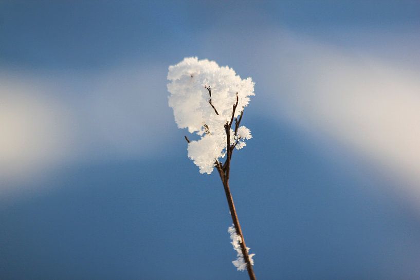 Winter Snow by Johnny van der Leelie