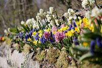 Lit de fleurs au printemps