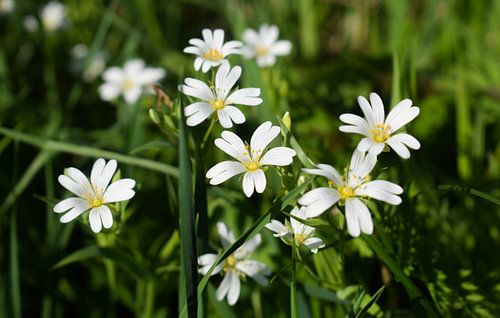 Stellaire holostée (Rabelera holostea)