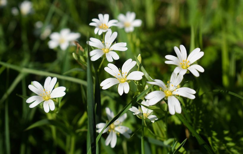Große Sternmiere (Rabelera holostea) von Jarne Buttiens
