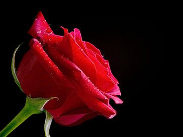 Rode roos met druppels van Karin vd Waal