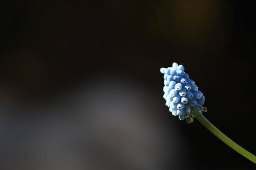 Minimalistische, geheimnisvolle blaue Traube