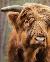 Neugieriger schottischer Highlander auf der Veluwe
