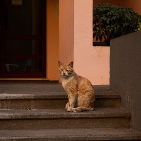 Kat op Madeira Island - El Gato van LoesMariaLouisa