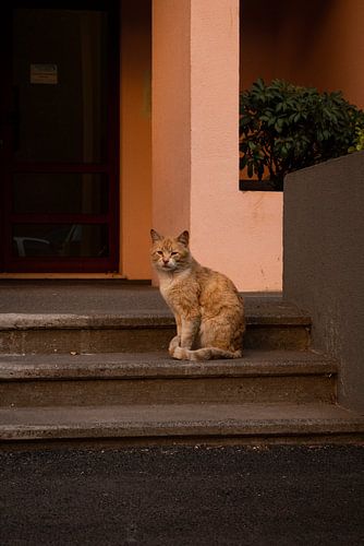 Katze auf der Insel Madeira - El Gato