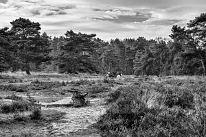 Brunssummerheide von Rob Boon