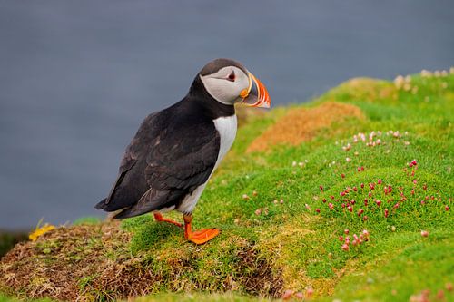 Puffin