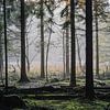 Mistig bos Spanderswoud, Hilversum, Noord Holland, Nederland van Martin Stevens