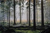 Mistig bos Spanderswoud, Hilversum, Noord Holland, Nederland van Martin Stevens thumbnail