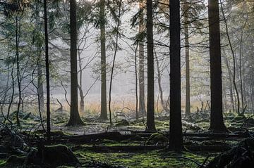 Mistig bos Spanderswoud, Hilversum, Noord Holland, Nederland