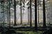 Mistig bos Spanderswoud, Hilversum, Noord Holland, Nederland van Martin Stevens
