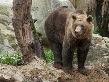 Brown Bear : Animal Park Amersfoort by Loek Lobel